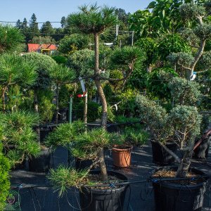 Borovica čierna (Pinus nigra) ´AUSTRIACA´ - výška 120-160 cm, kont. C55L 